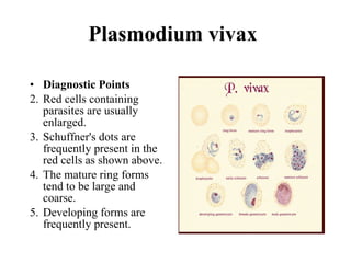 Plasmodium vivax  Diagnostic Points Red cells containing parasites are usually enlarged. Schuffner's dots are frequently present in the red cells as shown above. The mature ring forms tend to be large and coarse. Developing forms are frequently present. 