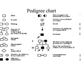 Pedigree chart 