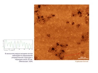 В монослоях вируса мозаики костра наблюдается образование упорядоченной структуры с периодом около 30 нм. ( Nanoscope, USA ) © Дубровин Евгений 200 nm 