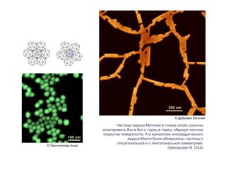 © Дубровин Евгений © Протопопова Анна Частицы вируса Мятлика в тонких слоях склонны агрегировать бок в бок и торец в торец, образуя плотное покрытие поверхности. А в монослоях икосаэдрического вируса Менго были обнаружены частицы с гексагональной и с пентагональной симметрией. (Nanoscope III, USA) 200 nm 100 nm 
