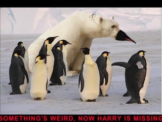 SOMETHING’S WEIRD, NOW HARRY IS MISSING 