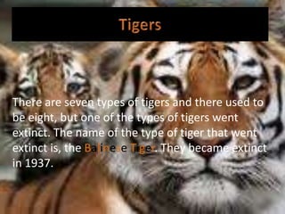 There are seven types of tigers and there used to
be eight, but one of the types of tigers went
extinct. The name of the type of tiger that went
extinct is, the Balinese Tiger. They became extinct
in 1937.
 