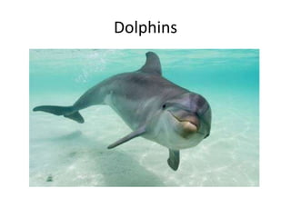 Dolphins

 