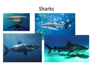 Sharks

 