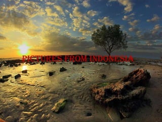 Pictures from indonesia
 