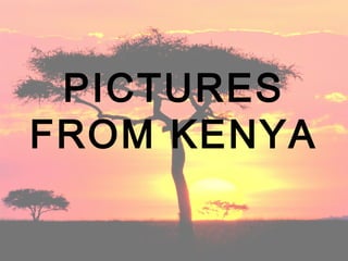 PICTURES
FROM KENYA

 