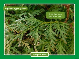 A conifer is an
evergreen tree.
Different Types of Trees
Evergreen trees
 