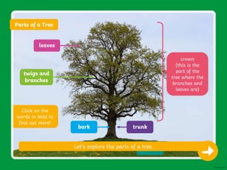 All about trees | PPTX