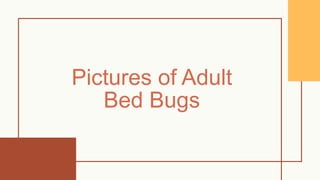 Pictures of Adult
Bed Bugs
 