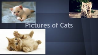 Pictures of Cats 
 