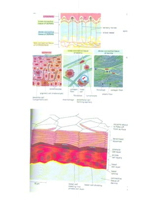 Pictures of Skin Layers