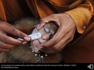 A man shaves his monkey with a razor before it performs tricks for money in Lahore, October 7, 2013.
REUTERS/Mohsin Raza

 