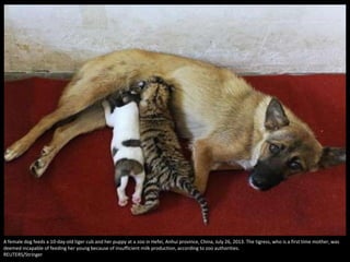 A female dog feeds a 10-day-old tiger cub and her puppy at a zoo in Hefei, Anhui province, China, July 26, 2013. The tigre...
