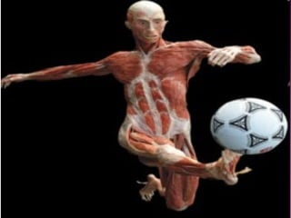 Pictures relating to pdhpe