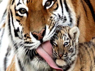 Pictures speak for themselves