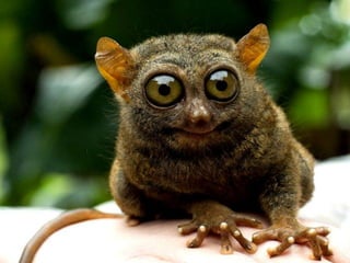 Pictures speak for themselves