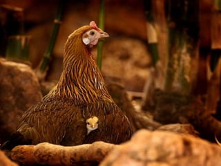 Pictures speak for themselves