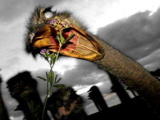 Pictures speak for themselves