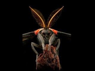 Pictures speak for themselves