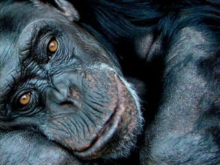 Pictures speak for themselves