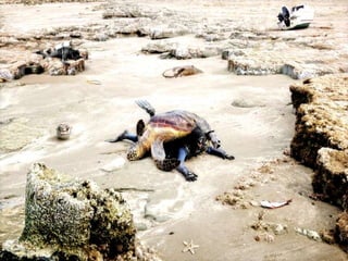 Pictures speak for themselves