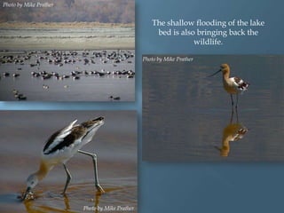 Photo by Mike Prather

The shallow flooding of the lake
bed is also bringing back the
wildlife.
Photo by Mike Prather

Photo by Mike Prather

 
