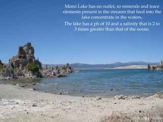 Mono Lake has no outlet, so minerals and trace
elements present in the streams that feed into the
lake concentrate in the waters.
The lake has a ph of 10 and a salinity that is 2 to
3 times greater than that of the ocean.

Photo by Chris Austin

 