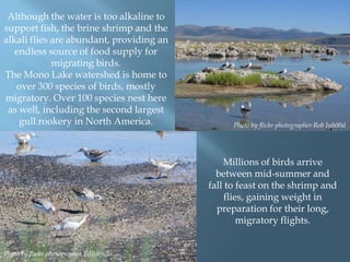 Although the water is too alkaline to
support fish, the brine shrimp and the
alkali flies are abundant, providing an
endless source of food supply for
migrating birds.
The Mono Lake watershed is home to
over 300 species of birds, mostly
migratory. Over 100 species nest here
as well, including the second largest
gull rookery in North America.

Photo by flickr photographer Rob Inh00d

Millions of birds arrive
between mid-summer and
fall to feast on the shrimp and
flies, gaining weight in
preparation for their long,
migratory flights.
Photo by flickr photographer Billtacular.

 