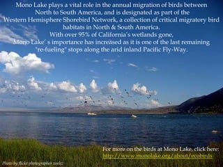 Mono Lake plays a vital role in the annual migration of birds between
North to South America, and is designated as part of the
Western Hemisphere Shorebird Network, a collection of critical migratory bird
habitats in North & South America.
With over 95% of California‟s wetlands gone,
Mono Lake‟ s importance has increased as it is one of the last remaining
"re-fueling" stops along the arid inland Pacific Fly-Way.

For more on the birds at Mono Lake, click here:
http://www.monolake.org/about/ecobirds
Photo by flickr photographer xeeliz

 