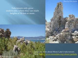 Photo by Chris Austin

Tufa towers only grow
underwater, where they can reach
heights of 30 feet or more.

Photo by Chris Austin

Find out more about Mono Lake‟s tufa towers
here: http://www.monolake.org/about/geotufa

 