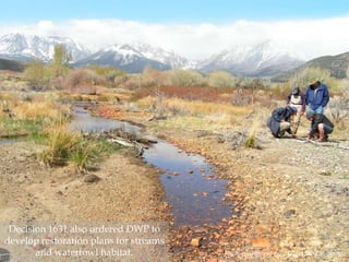 Decision 1631 also ordered DWP to
develop restoration plans for streams
and waterfowl habitat.

Photo courtesy of the Mono Lake Committee

 