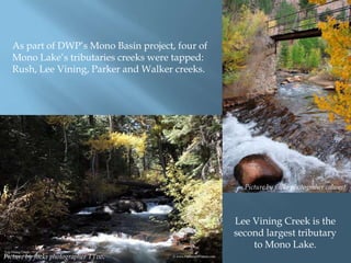 As part of DWP‟s Mono Basin project, four of
Mono Lake‟s tributaries creeks were tapped:
Rush, Lee Vining, Parker and Walker creeks.

Picture by flickr photograher calwest.

Lee Vining Creek is the
second largest tributary
to Mono Lake.
Picture by flickr photographer TTvo.

 