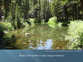 Picture of Rush Creek by flickr photographer jcookfisher.

Rush Creek is Mono Lake‟s largest tributary.

 