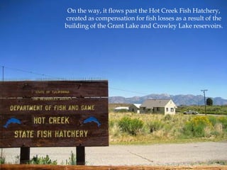 On the way, it flows past the Hot Creek Fish Hatchery,
created as compensation for fish losses as a result of the
building of the Grant Lake and Crowley Lake reservoirs.

Photo by flickr photographer oniondeath.

 