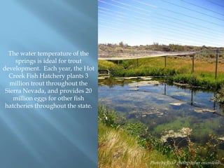 The water temperature of the
springs is ideal for trout
development. Each year, the Hot
Creek Fish Hatchery plants 3
million trout throughout the
Sierra Nevada, and provides 20
million eggs for other fish
hatcheries throughout the state.

Photo by flickr photographer oniondeath.

 