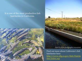 It is one of the most productive fish
hatcheries in California.

Photo by flickr photographer oniondeath.

Photo by flickr photographer oniondeath.

Find out more about California‟s fish
hatcheries here:
http://www.dfg.ca.gov/fish/Hatche
ries/index.asp

 