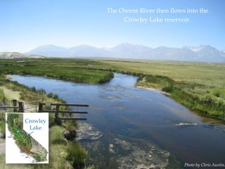 The Owens River then flows into the
Crowley Lake reservoir.

Crowley
Lake

Photo by Chris Austin.

 