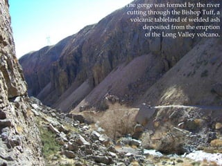 The gorge was formed by the river
cutting through the Bishop Tuff, a
volcanic tableland of welded ash
deposited from the eruption
of the Long Valley volcano.

Photo by flickr photographer cpt.spock.

 