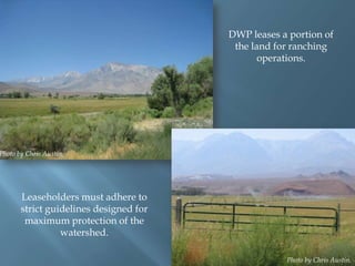 DWP leases a portion of
the land for ranching
operations.

Photo by Chris Austin

Leaseholders must adhere to
strict guidelines designed for
maximum protection of the
watershed.
Photo by Chris Austin.

 