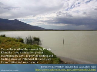 Two miles north of the town of Big Pine is
Klondike Lake, a mitigation project
maintained by DWP to provide nesting and
feeding areas for waterfowl. It is also used
for recreation and water sports.
Photo by Chris Austin.

For more information on Klondike Lake, click here:
http://www.schweich.com/geoCAInyKlondikeLk.html

 