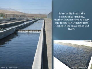 South of Big Pine is the
Fish Springs Hatchery,
another Eastern Sierra hatchery
producing fish which will be
stocked in the area‟s lakes and
rivers.

Photo by Chris Austin.

Photo by Chris Austin.

 