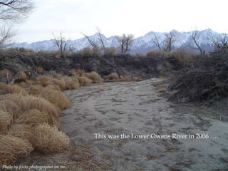 This was the Lower Owens River in 2006 ….

Photo by flickr photographer im me.

 