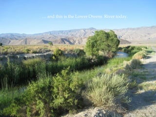 … and this is the Lower Owens River today.

Photo by Aquafornia

 