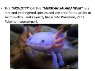 • THE “AXOLOTTI” OR THE “MEXICAN SALAMANDER” is a
rare and endangered species and are bred for its ability to
swim swiftly. Looks exactly like a cute Pokemon, id its
Pokemon counterpart.
 