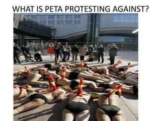 WHAT IS PETA PROTESTING AGAINST?
 