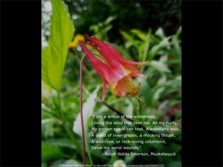 “I am a willow of the wilderness,
                            Loving the wind that bent me. All my hurts
                            My garden spade can heal. A woodland walk,
                            A quest of river-grapes, a mocking thrush,
                            A wild-rose, or rock-loving columbine,
                            Salve my worst wounds.”
                                      –Ralph Waldo Emerson, Musketaquid

“A Woodland Walk: Columbine” by dmcordell http://www.flickr.com/photos/dmcordell/6886692522/
 