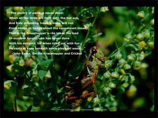 “The poetry of earth is never dead:
When all the birds are faint with the hot sun,
And hide in cooling trees, a voice will run
From hedge to hedge about the new-mown mead;
That is the Grasshopper's—he takes the lead
In summer luxury,—he has never done
With his delights; for when tired out with fun
He rests at ease beneath some pleasant weed...”
 -John Keats, On the Grasshopper and Cricket




                           “Hiding in Plain Sight” by dmcordell http://www.flickr.com/photos/dmcordell/6039613010/
 