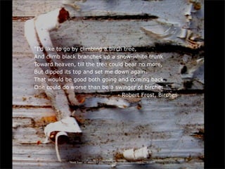 "I'd like to go by climbing a birch tree,
And climb black branches up a snow-white trunk
Toward heaven, till the tree could bear no more,
But dipped its top and set me down again.
That would be good both going and coming back.
One could do worse than be a swinger of birches."
                                  - Robert Frost, Birches




             “Birch Trees” by dmcordell http://www.flickr.com/photos/dmcordell/6277610899/
 