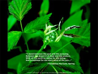 “I stand between the past and the pursuing,
Between the dream'd of deed and the undone,
With all the earth on tiptoe for the doing,
And breathless for the start-word of the sun...”

                                         -Theophilus Marzials, Spring



“A Promise of Blackberries” by dmcordell http://www.flickr.com/photos/dmcordell/5733737401/
 