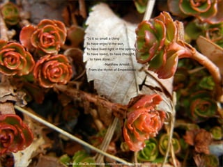 "Is it so small a thing
                  To have enjoy'd the sun,
                  To have lived light in the spring,
                  To have loved, to have thought,
                     to have done..."
                                  -Matthew Arnold,
                    From the Hymn of Empedocles




“So Small a Thing” by dmcordell http://www.flickr.com/photos/dmcordell/6833739034/
 